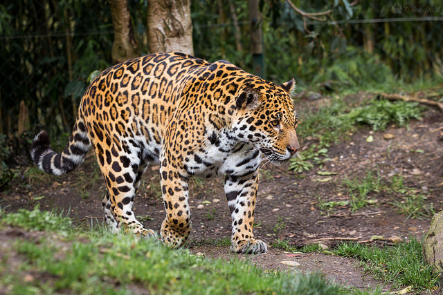 Jaguar by Cloudtail. CC BY-NC-SA 2.0