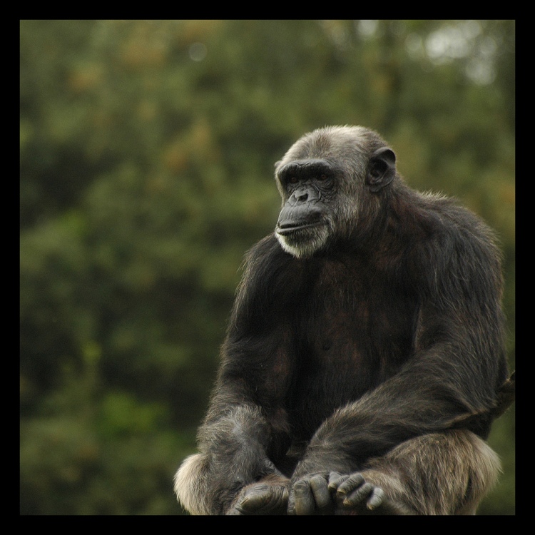 In Sierra Leone, the slave trade's legacy impacted both humans and chimpanzees (Richards, 2000). Chimpanzee by Riccardo Cuppini. CC BY-NC-ND 2.0 