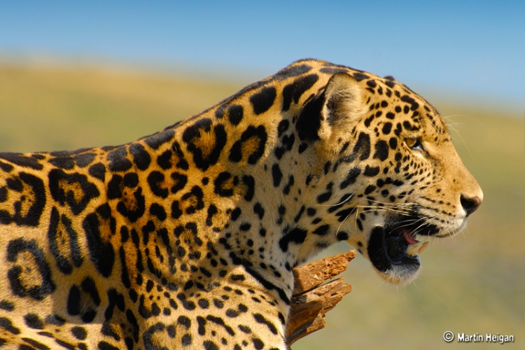With our support, jaguars can reclaim their lost territory in the United States. Jaguar by Martin Heigan. CC BY-NC-ND 2.0