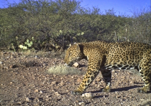 El Inmenso is one of the jaguars roaming Sonora's scrub-lands. Photo (c) Northern Jaguar Project and reproduced from www.northernjaguarproject.org