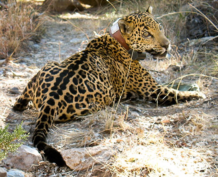 The jaguar Childs spotted was named Macho B. In February 2009, the Arizona Game and Fish Department illegally captured him and fitted him with a radio collar. The event cost Macho B his life. Image courtesy Richard Mahler.