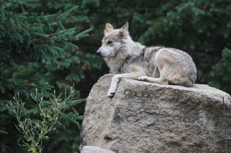 Como un niño, me encantaba lobos mucho. Una parte de mí todavía lo hace. Mexican Gray Wolf por Don Burkett Mexican Gray Wolf by Don Burkett. CC BY-NC-ND 2.0