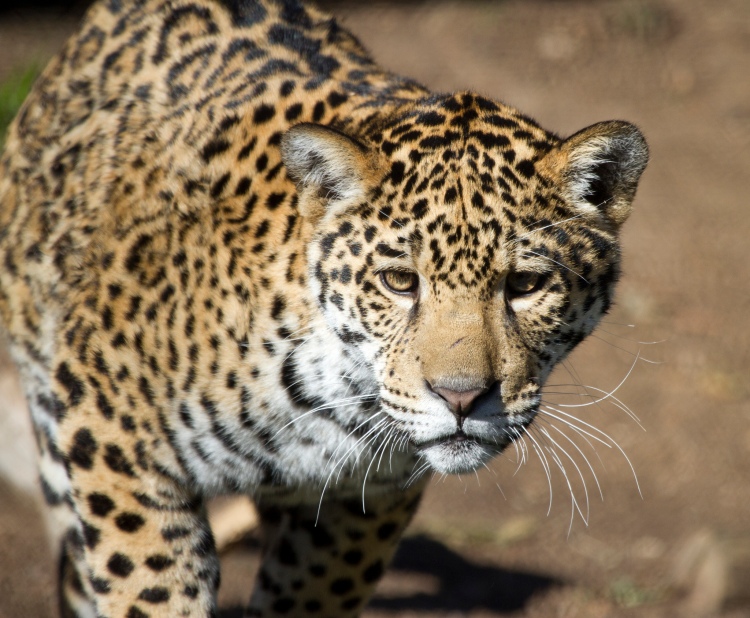 Jaguar by Nathan Rupert. CC BY-NC-ND 2.0