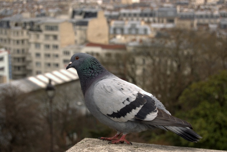 Every year, an annual pigeon (Columba livia) shoot used to be held in Hegins, Pennsylvania. The birds were not killed because of the damage they caused, but because of their association with cities. Pigeon by The Yellowrider. CC BY-NC-SA 2.0