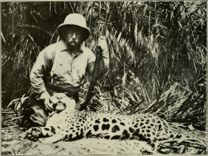 While Theodore Roosevelt killed this jaguar in South America, many Americans hunted them in the southwestern United States. This was the driving force behind their decline. "The American Museum journal (c1900-(1918)) (17972328810)" by Internet Archive Book Images. No restrictions. 