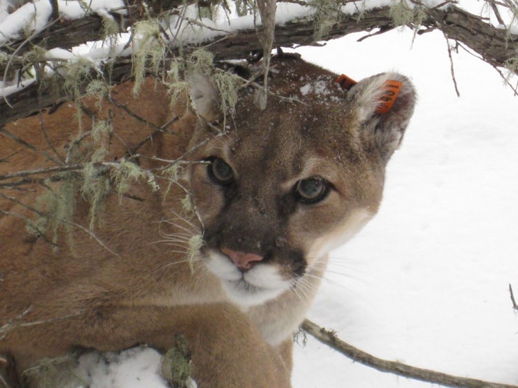 Going to HSU also means I will be living in an area with mountain lions (Puma concolor), which will open up opportunities for experiential learning. Mountain Lion by USFWS Mountain-Prairie. CC BY 2.0