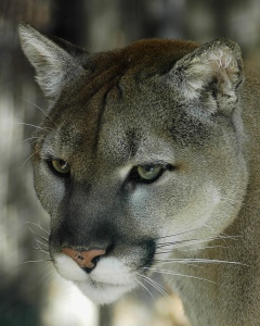 Residing in an area with the potential for human-puma conflict would be an excellent learning opportunity. Cougar by Valerie. CC BY-NC-ND 2.0