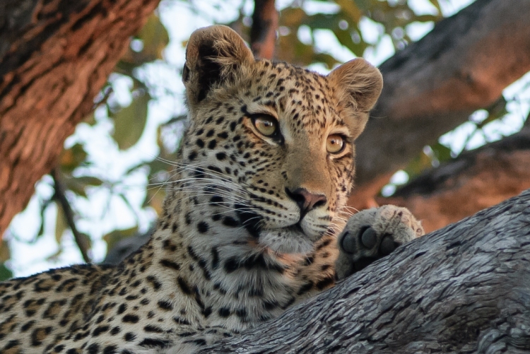 Leopard by David Schenfeld. CC BY-NC-ND 2.0