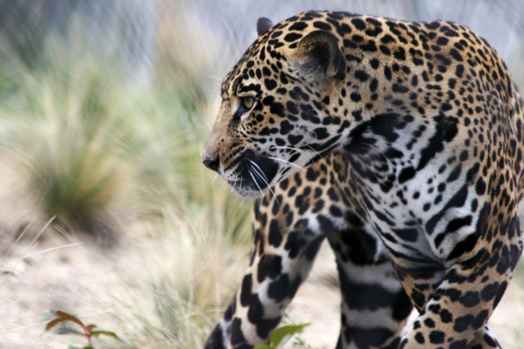 Jaguar by Quinn Dombrowski. CC BY-NC-SA 2.0