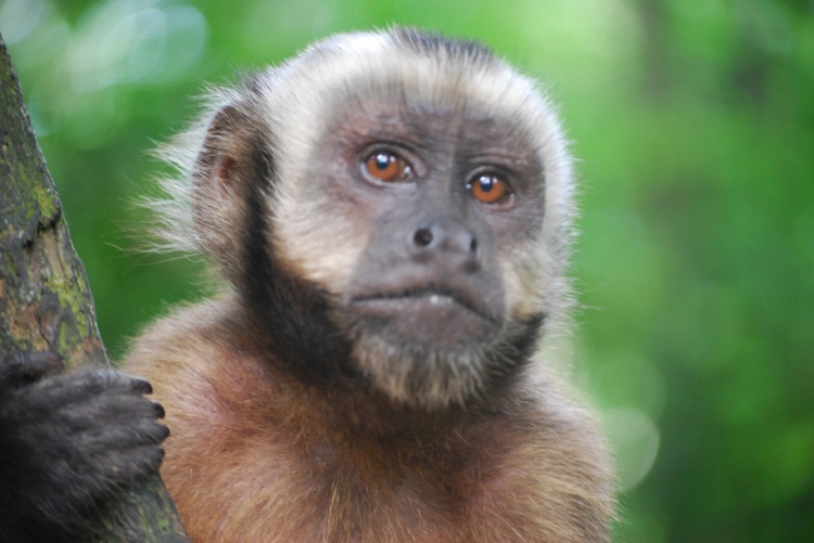 What do humans and capuchin monkeys have in common (besides a lot)? According to Egan, Santos, and Bloom (2007); we both experience cognitive dissonance. Capuchin Monkey closeup by Ivan Mlinaric. CC BY 2.0