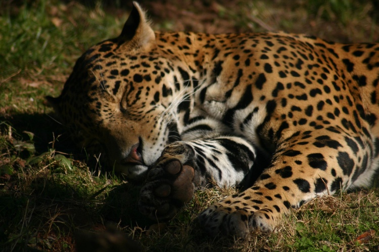 Jaguar by Rachel. CC BY-NC-ND 2.0