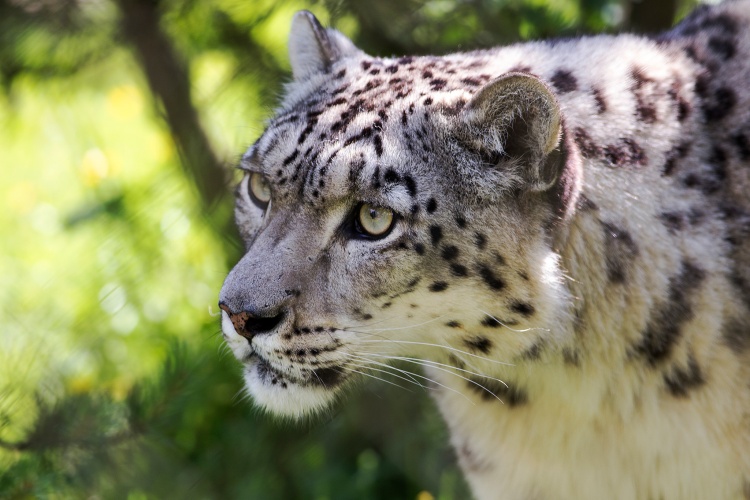 Snow Leopard Whiskers by Steven Vacher. CC BY-NC-ND 2.0