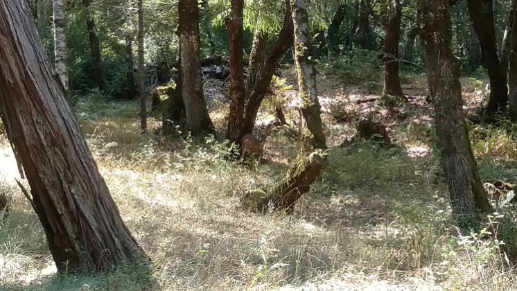 On the way back from Kyle's garden, we spotted some deer! I apologize for the poor image, but it is the best I could do.