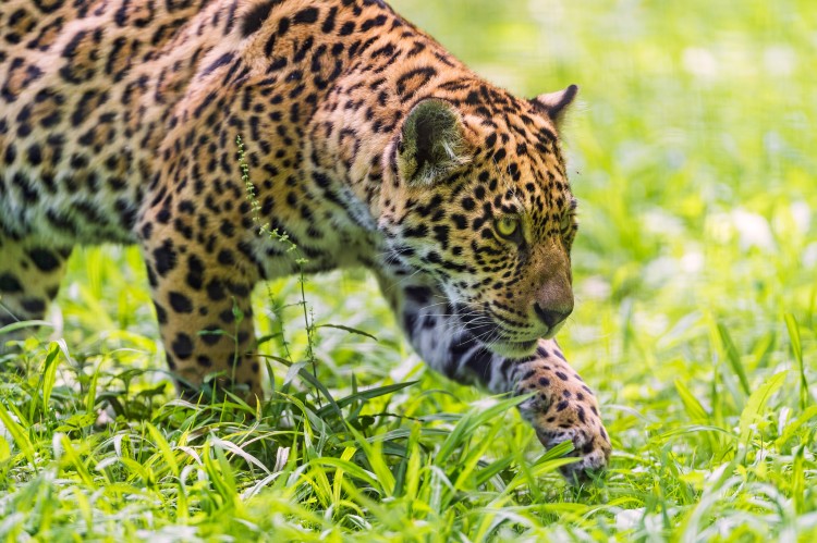 Walking Young Jaguar by Tambako the Jaguar. CC BY-ND 2.0