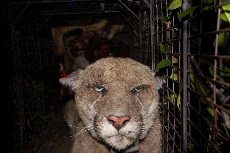 In March 2014, celebrity mountain lion P22 tested positive for anti-coagulant rodenticides. Here is a photo of him suffering from mange. P22 Mange by the National Park Service. Public Domain.