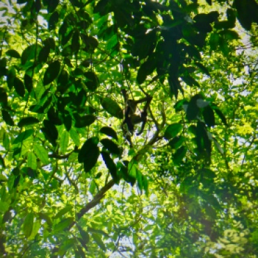 Two spider monkeys that visited my archaeology team and I on June 8, 2017 in Belize.