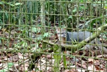 A grey fox (Urocyon cinereoargenteus) at the Belize Zoo.