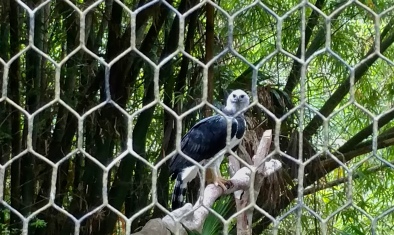 A harpy eagle (Harpia harpyja), one of the largest eagles in the world, at the Belize Zoo.