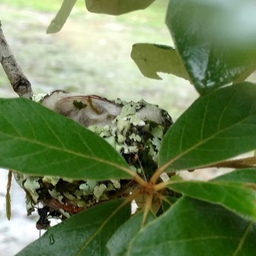 An empty hummingbird nest that Carlos showed me. I apologize for the poor image quality!