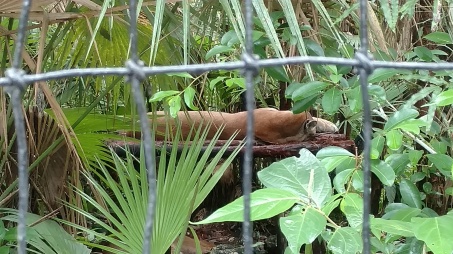 A sleeping puma (Puma concolor) at the Belize Zoo. Unfortunately, I wasn't able to get a shot of its face.