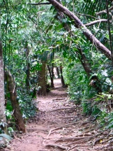 Looking down a trail at Guanacaste National Park.