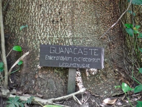 This is what the bark of a guanacaste tree looks like.