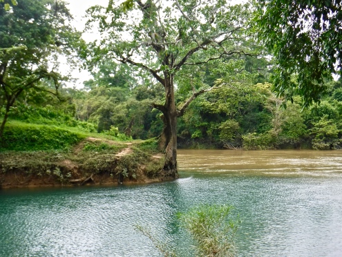 A tree at the edge of where the swimming hole at Guanacaste National Park meets the Belize River.