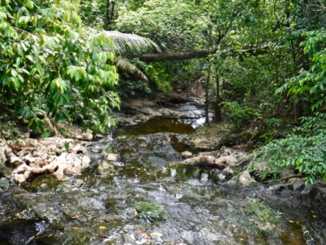 A beautiful stream in Guanacaste National Park.