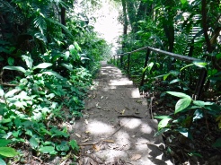 The stairway to the Belize River in Guanacaste National Park.