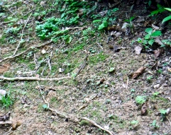 A well-camoflauged lizard. These little guys were lightening-fast, and almost impossible to get a picture of!