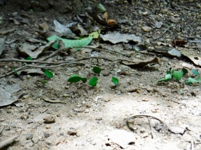 Leaf-cutter ants were everywhere in the jungle!