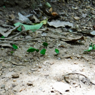 Leaf-cutter ants were everywhere in the jungle!