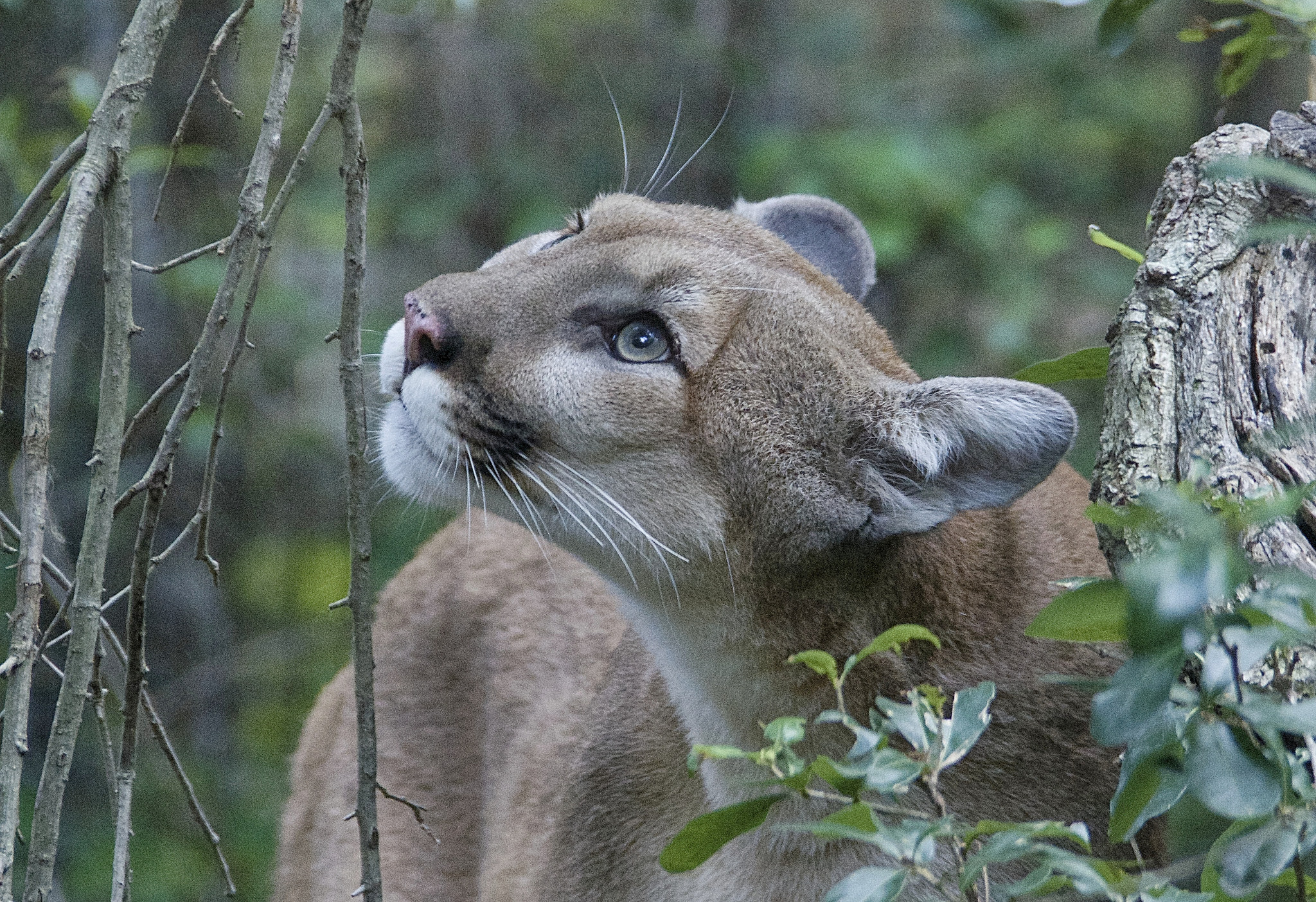 Nebraska's Proposed Puma Hunt Threatens the Species' Eastward Expansion – Jaguar
