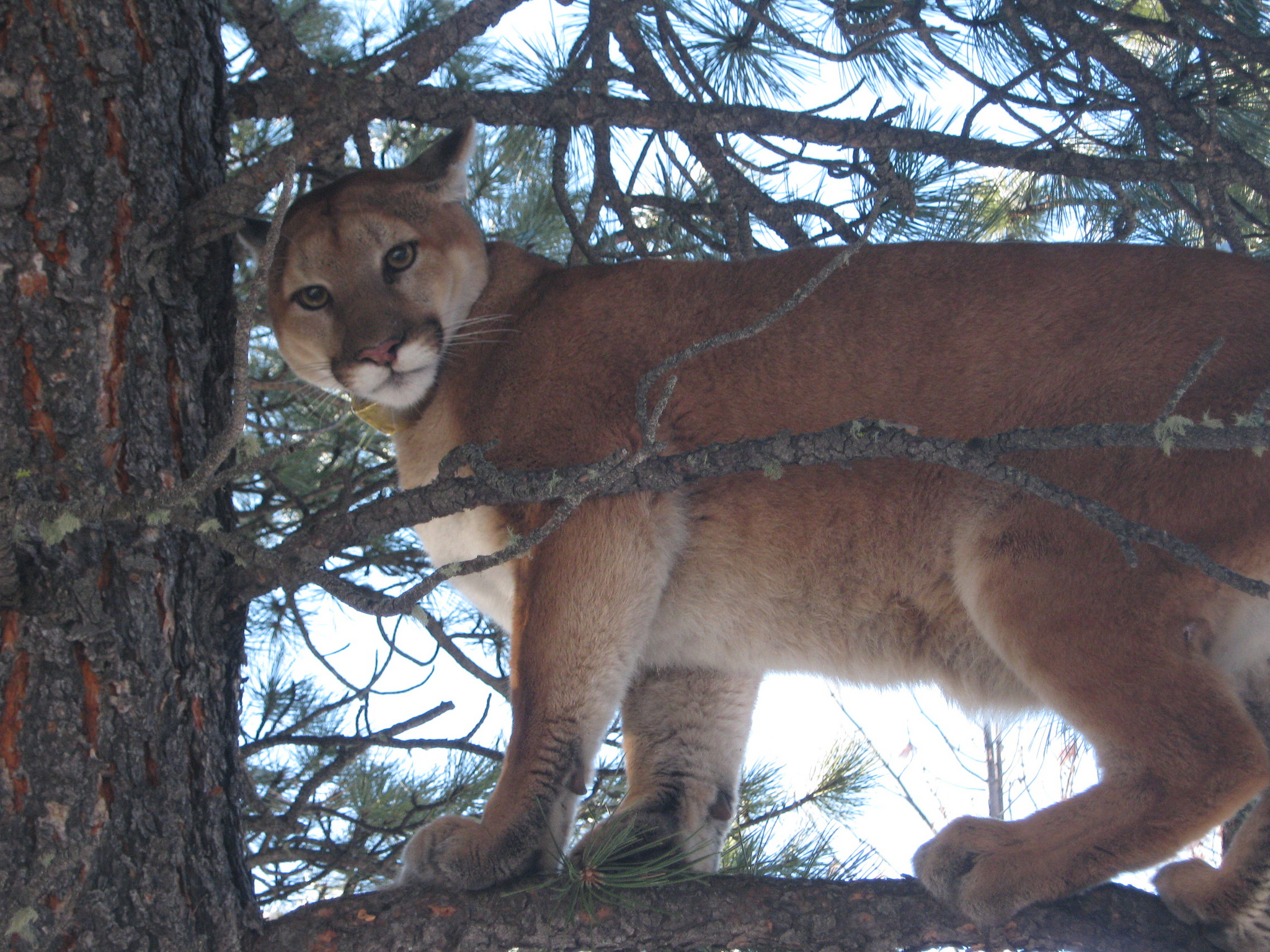 Pumas in the Eastern United States 
