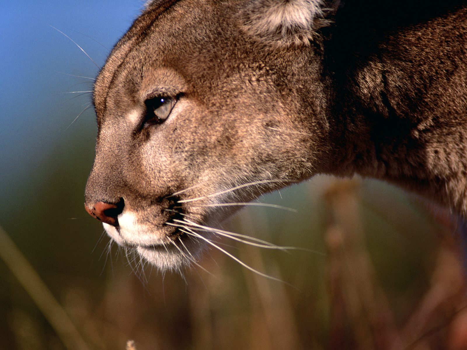 De waarheid vertellen Besmettelijke ziekte In dienst nemen Puma-Livestock Conflicts in Central Argentina – The Jaguar