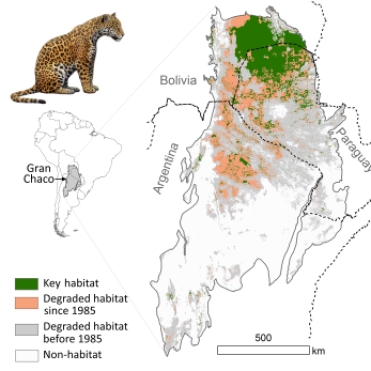 A map of jaguar habitat degradation before and after 1985. Image © Alfredo Romero-Muñoz, used with permission.