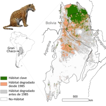 Un mapa de la degradación del hábitat del jaguar en el Chaco antes y después de 1985. Imagen © Alfredo Romero-Muñoz, utilizado con permiso.