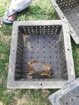 A mangrove crab in a crab-culture box. Image © Fishing Cat Conservancy.
