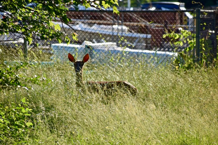 I mean, seriously, that grass is long. White-tailed deer again.