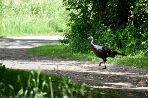 That moment when you stop to look at a butterfly and a wild turkey dashes across the trail in front of you.