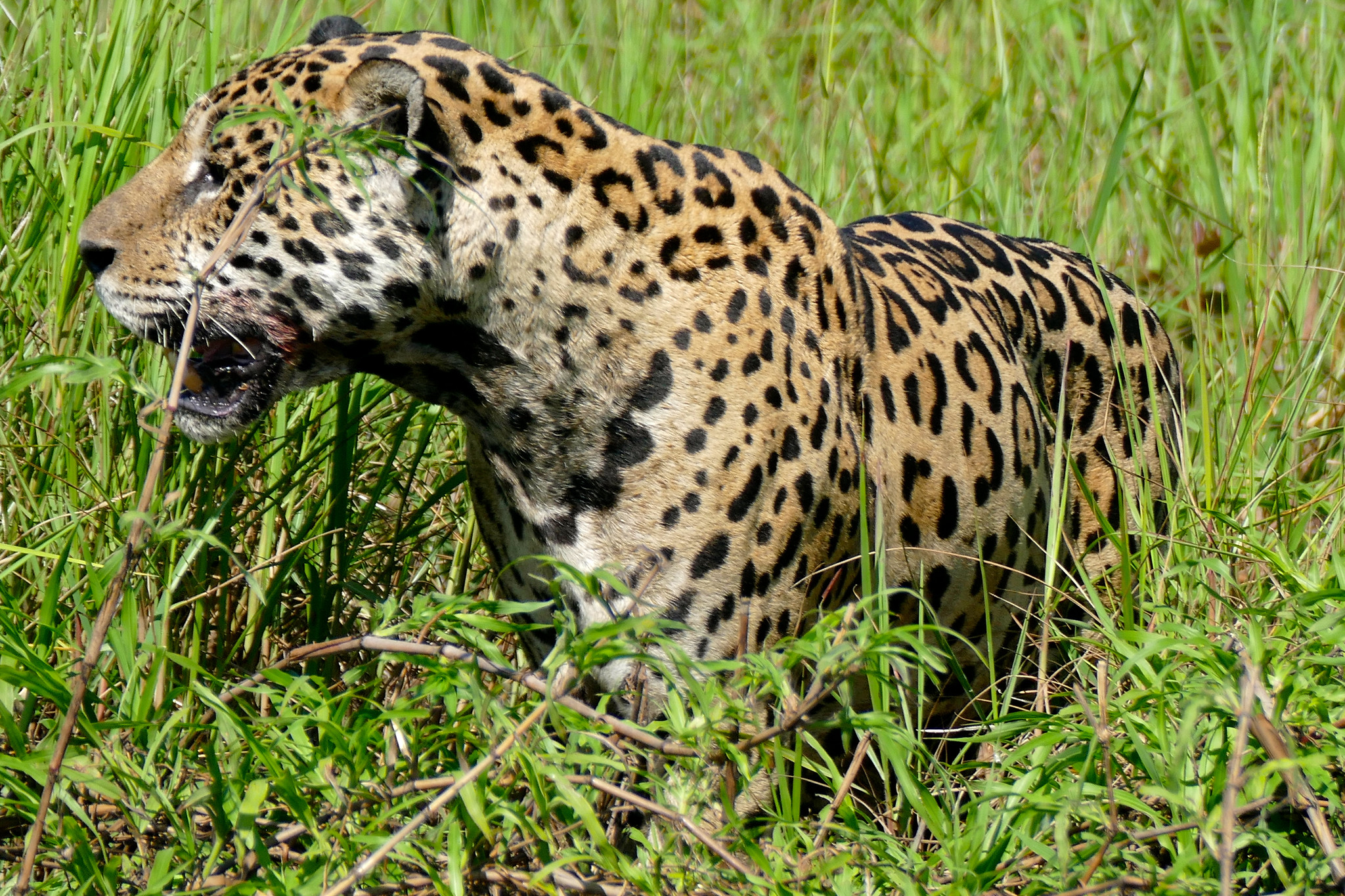 A jaguar – the cat variety, not the car.