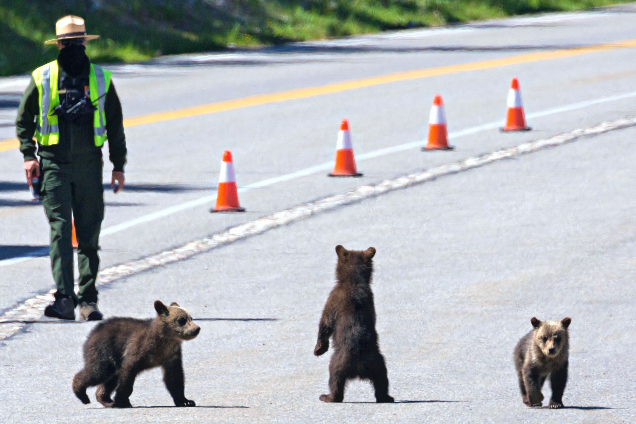 A park ranger approaching three bear cubs.